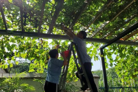 摘葡萄享受自然，半天的水上生活